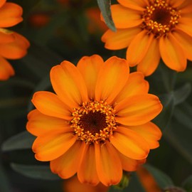 Outsidepride Zinnia Star Orange Flower Seeds - 250 Seeds