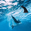 Removable Surfboard Fin, SUP Longboard Fin with Fin Screws, Surfboard