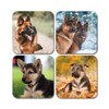 4 x Square German Shepherd Coasters - Dog Puppy Animals