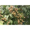 Longan 1 Longan Tree Dimocarpus Dragon Eye 10”With Pot Seedling