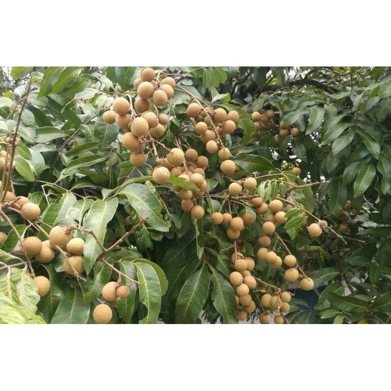 Longan 1 Longan Tree Dimocarpus Dragon Eye 10”With Pot Seedling