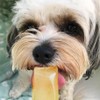 WOOF&BREW WOOF&BREW Paw Pops Cooling Ice Pop Treats for Dogs