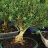 Brussel's Live Harland Boxwood Outdoor Bonsai Tree - 3 Years