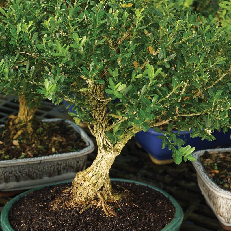 Brussel's Live Harland Boxwood Outdoor Bonsai Tree - 3 Years