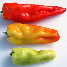 Giant Aconcagua Pepper Seeds 250 mg ~30 Seeds - Heirloom, Open Pollinated, Non-GMO, Heirloom, Farm & Vegetable Gardening Seeds - Sweet Pepper