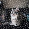 Cat Balcony Net, Anti-Fall Pet Safety Fence - Transparent Nylon