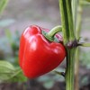 Pimento L - Sweet Pepper Garden Seeds - 4 oz