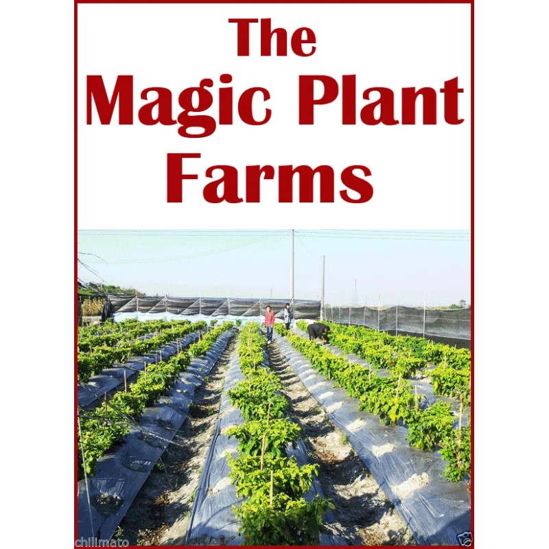 Magic Plant Farm Scotch Bonnet Delicious Pepper Mash / Paste