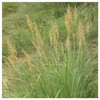 Everwilde Farms - 1/4 Lb Indian Grass Native Grass Seeds