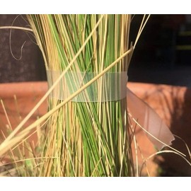 Generic 300 Feet Thick Plant Tie Tape - 1"" x 300 Feet, Stretchable Translucent Gentle Support Tape for Plants - 1 Roll, Ideal for Tomatoes, Roses, Small Trees, and Flower Arrangements, Clear