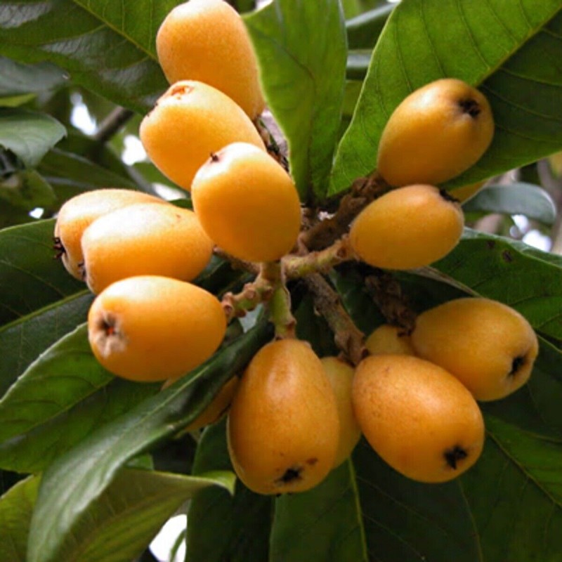 Loquat Tree 8” With Pot Seedling Tropical Ready To Plant