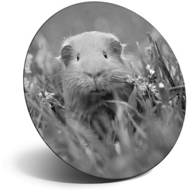 Destination Vinyl ltd Magnet for Refrigerator, Fridge BW - Cute Ginger Guinea?? Pets Animals Fun for Office, Cabinet and Whiteboard, Magnetic Stickers, 41239