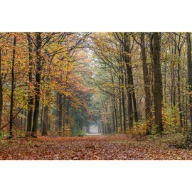 SIGNFORD Wall Mural Forest Removable Wallpaper Wall Sticker for Bedroom Living Room - 66x96 inches