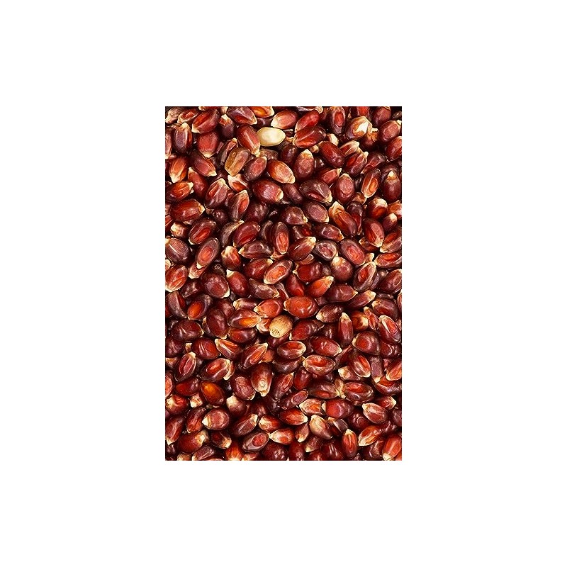 India Tree Paloma Roja (Red) PopCorn, 3.4 lb (Pack of