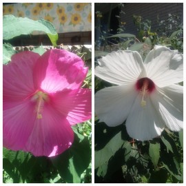 White and pink 25 WHITE & PINK HIBISCUS SEEDS MIX Perennial Flower