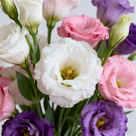 Lisianthus Flower Seeds for Planting - 300+ Annual Lisianthus Double Flower Seeds Garden Outdoor