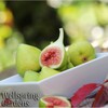 Wellspring Gardens Kadota Fig - Ficus carica - Live Plant