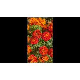 Home Grown 500 non-GMO, organic, hand-harvested