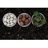 Hawaiian Paradise Coffee Ground - 100% Arabica Coffee Premium Rich