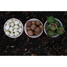 Hawaiian Paradise Coffee Ground - 100% Arabica Coffee Premium Rich flavored Bold Signature Brewed Coffee from the Finest Beans (Vanilla Macadamia Nut Ground, 12oz.)