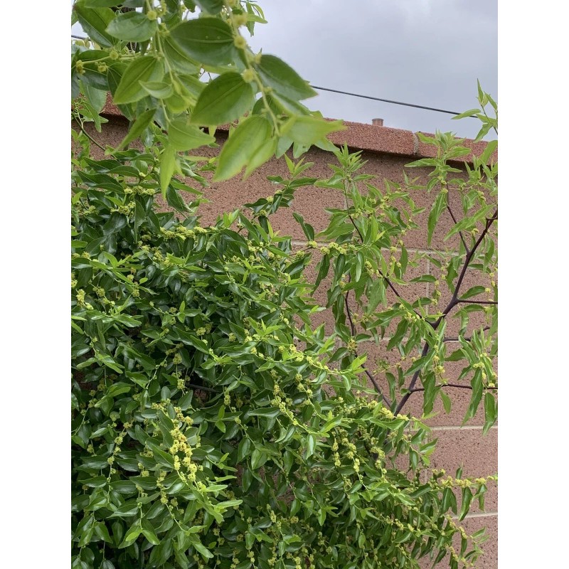 Jujube 4pcs Jujube Tree Cuttings