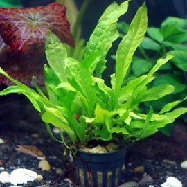 Java Fern Microsorum pteropus by Aquarium Plants Factory® Rooted Potted