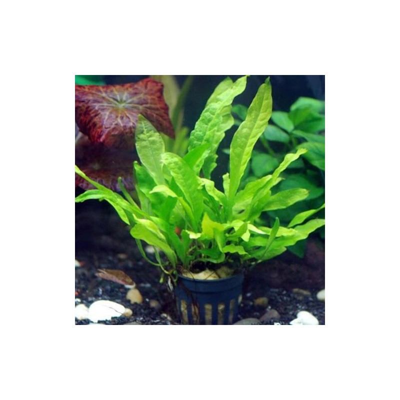 Java Fern Microsorum pteropus by Aquarium Plants Factory® Rooted Potted