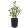 American Plant Exchange Live Milkweed Plant, Host for Monarch Butterflies,