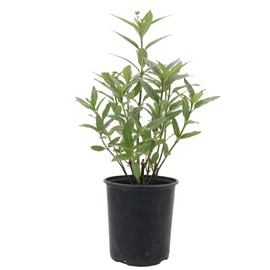 American Plant Exchange Live Milkweed Plant, Host for Monarch Butterflies, Plant Pot for Home and Garden Decor, 6" Pot