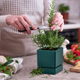 D'vine Dev 4 Inch Herb Planter Pot, Plastic Planter with Drainage Holes and Saucer, Modern Decorative Gardening Pot for Indoor Plants, Flowers, Herbs, Succulents, Green, Set of 1, 76-Y-C-1