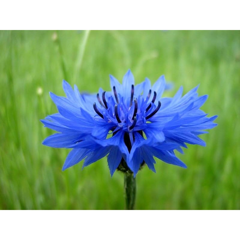 Seeds Blue Cornflower 200+ Seeds for Planting Bachelor’s Buttons Annual