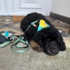 Max & Molly Soft Fabric No Tie Design Dog &