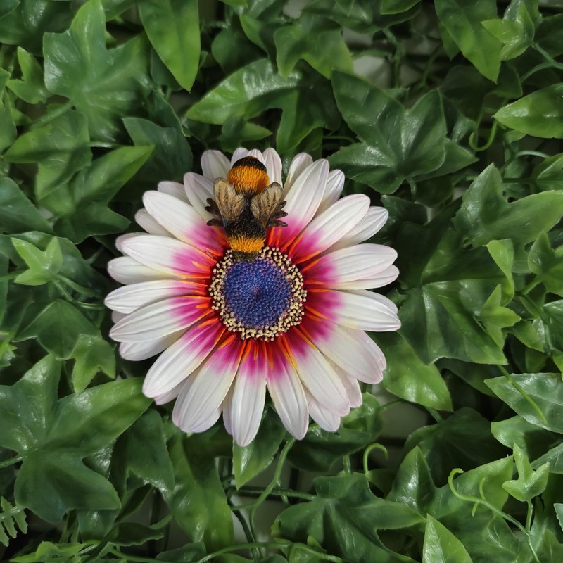 Vivid Arts - Hanging Zulu Daisy/Bee - HGF-026
