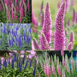 Garden Plant Seed Flower Seed Mixed Color Flowers Veronica Spicata Seeds Spiked Speedwell Royal Candles Dwarf Veronica Spicata - 1000+ Seeds