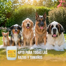 Shampoo para Perro - Brillo y Limpieza - Hipoalergénico - Apto para Todas Las Razas (10 litros, Avena)                                                