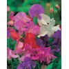 Mr Fothergills Mr Fothergill's 21025 Flower Seeds, Sweet PEAS Collection