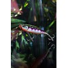 Rapala - Precision Bait Precision Xtreme Pencil Exo Plastic Construction