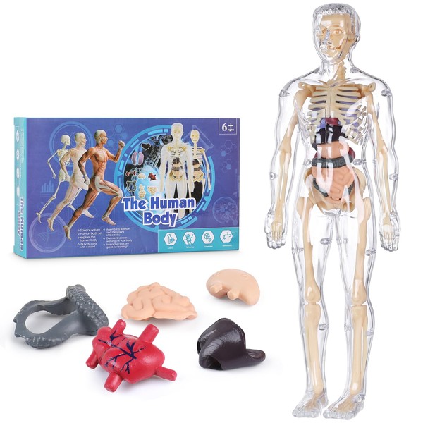 Human Body Model for Kids, Fully Transparent Body, 29 Piece