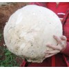 RAISE ME UP: Giant Puffball Mushrooms Spores Non GMO Heirloom