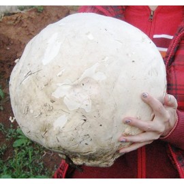 RAISE ME UP: Giant Puffball Mushrooms Spores Non GMO Heirloom 100 Seeds