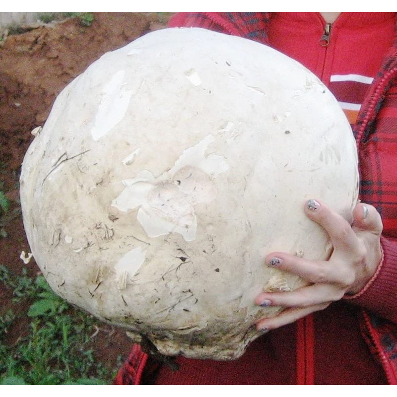 RAISE ME UP: Giant Puffball Mushrooms Spores Non GMO Heirloom
