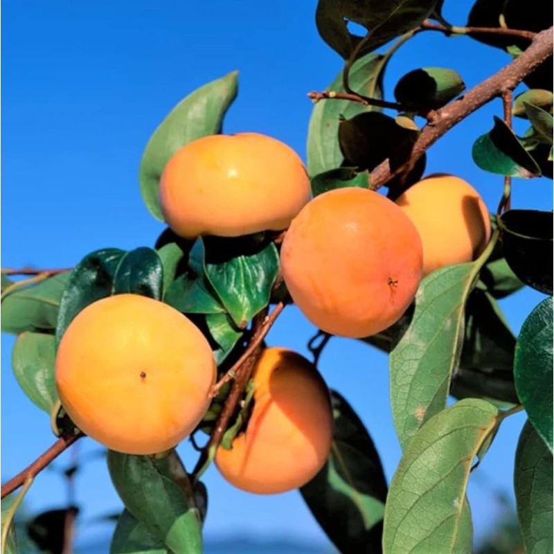 No Brand American Persimmon Tree - Live Plant 6-12" -