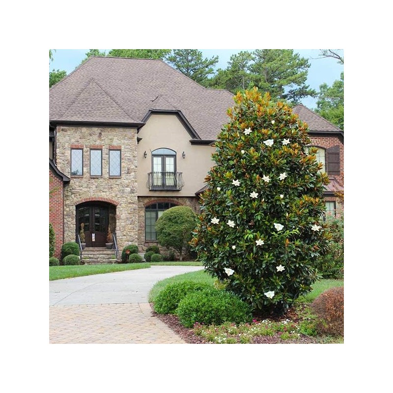 Little Gem Magnolia (2-3 ft.) - Includes Planting Kit