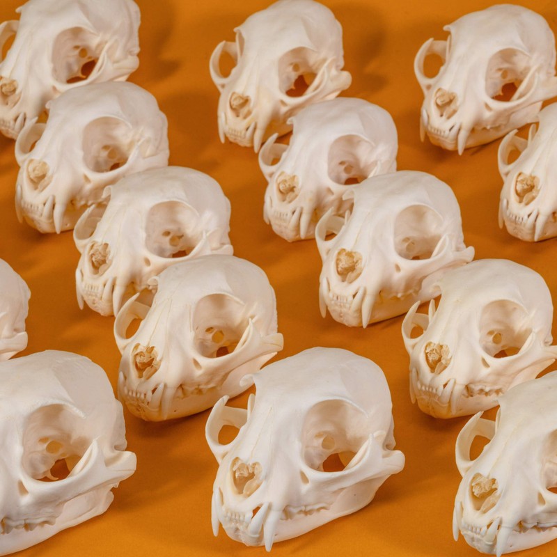 Real Bobcat Skull A Quality