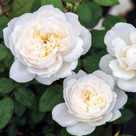 Heirloom Roses Rose Plant - Bolero™ White Rose Bush, Floribunda Live Plant for Planting Outdoors