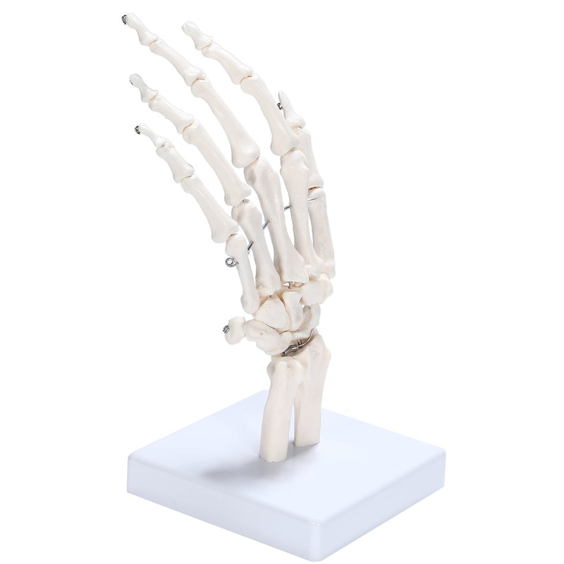 picoLab Hand Skeleton Model Hand Bone Model Hand Joint Left