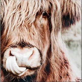 YUNLINZI Paint by Numbers for Adults, Children, Highland Cattle, Animal Cattle Portrait, 40 x 40 cm, Linen Canvas, DIY Oil Painting, Holiday, Hand-Painted Gifts, Toy, Painting, Main Decoration