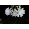 Zensability CUTTING - Epiphyllum oxipetalum 'Queen of the Night' -4-6"