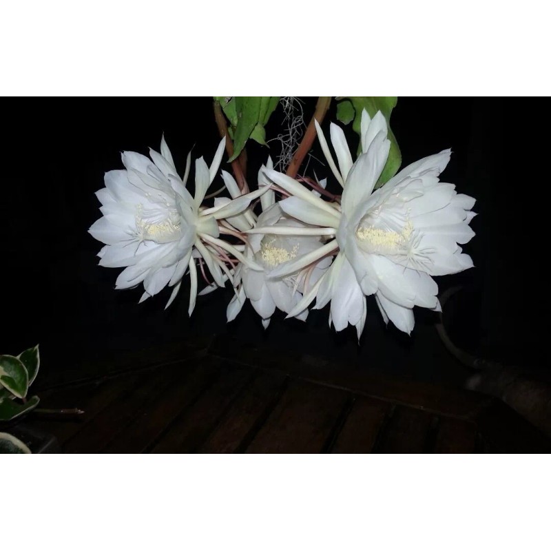 Zensability CUTTING - Epiphyllum oxipetalum 'Queen of the Night' -4-6"