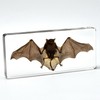 M, L & XL Sizes 3pcs Bats Insect Specimens in
